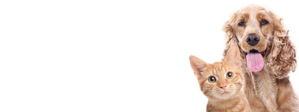 deals-thumbnail-img